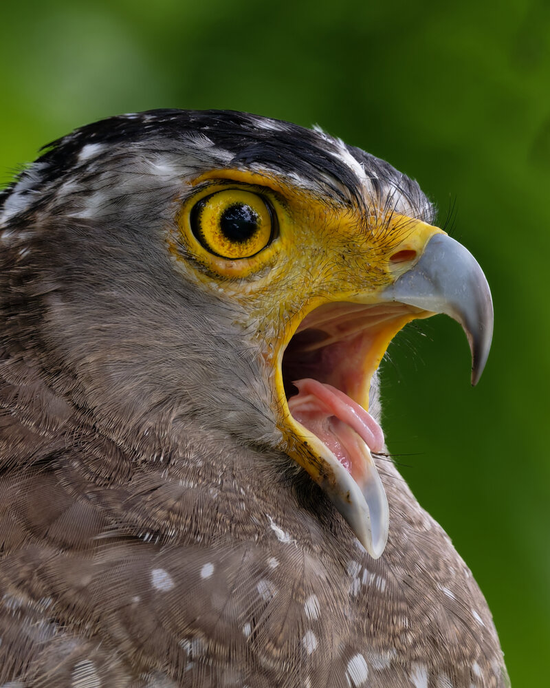The Fierce Gaze