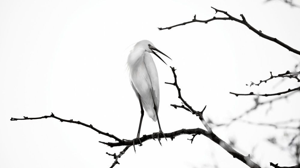 Снежная королева