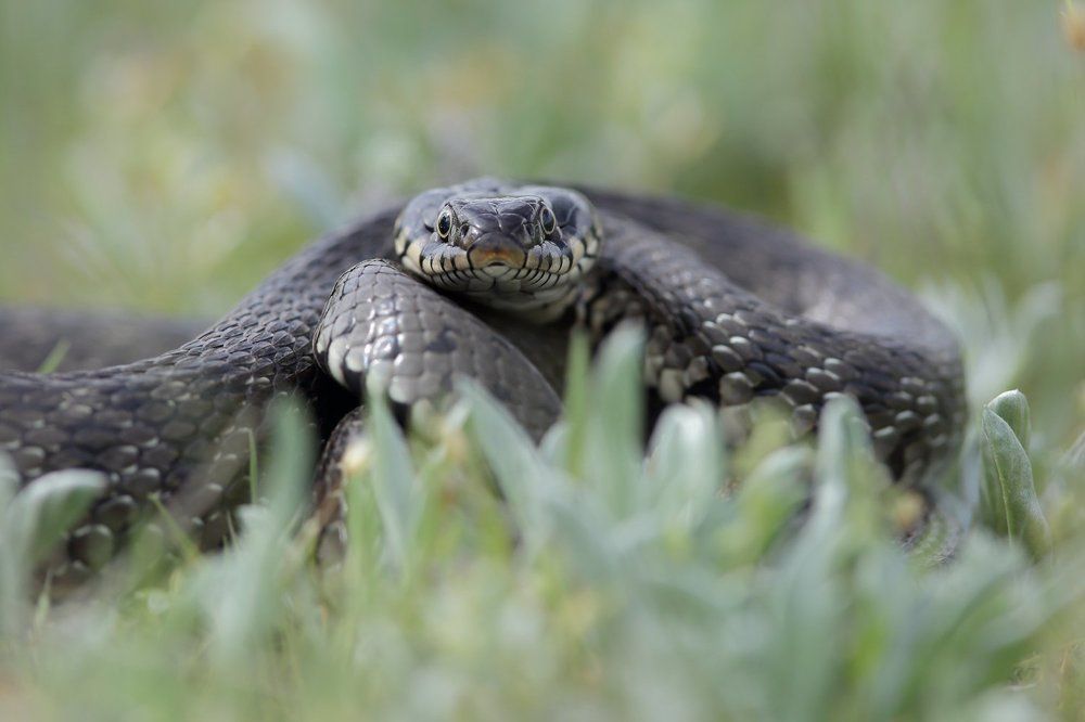 Глаза в глаза