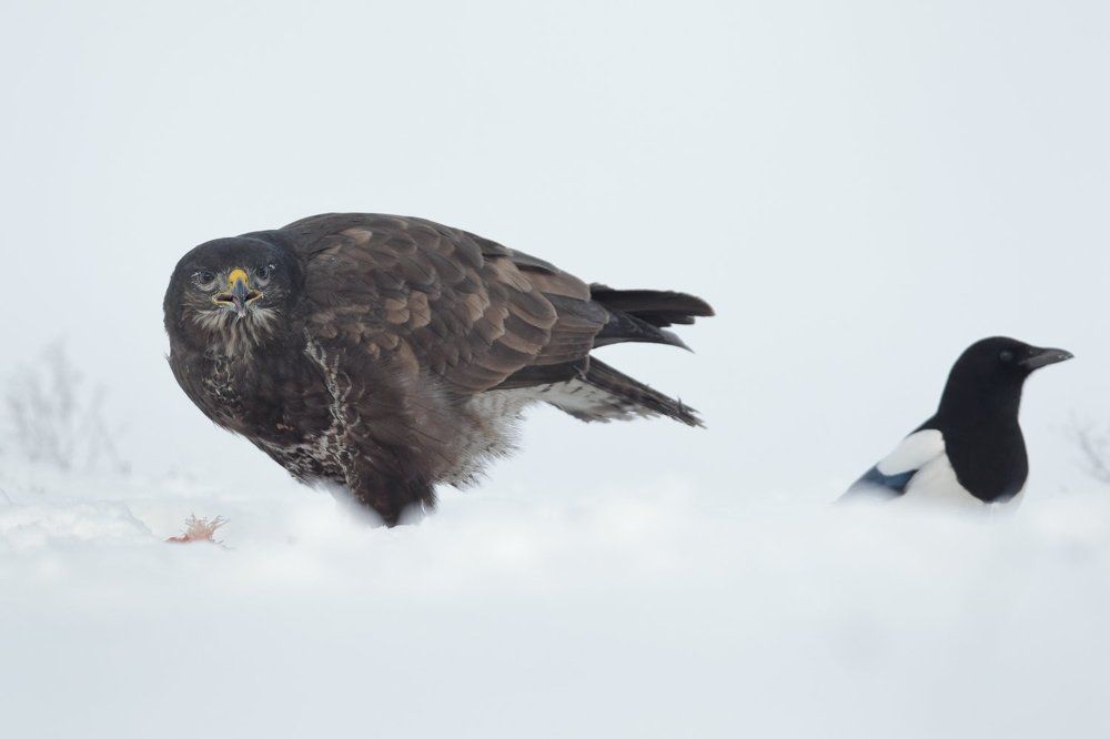 Голод не тетка