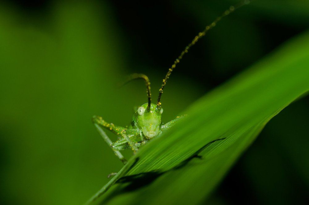 Оттенки зеленого