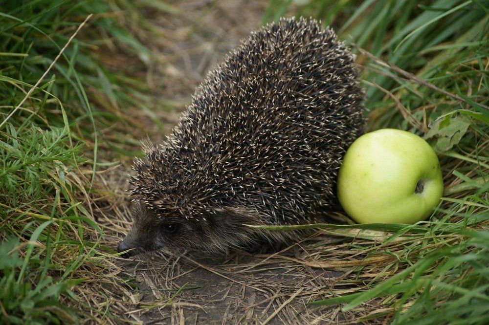 Ежик с яблоком