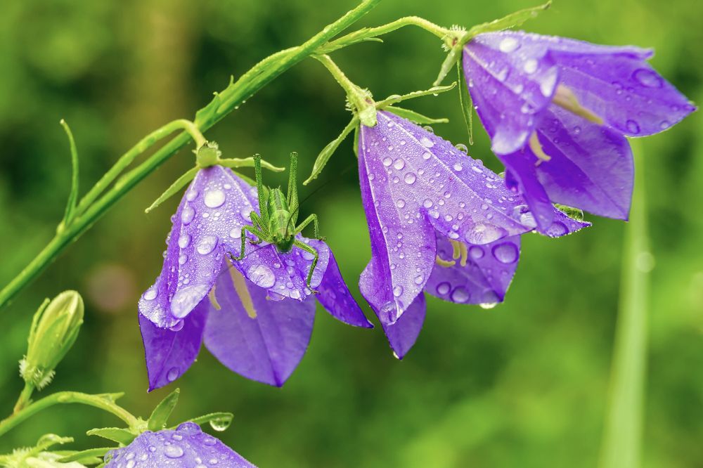 Среди капель...