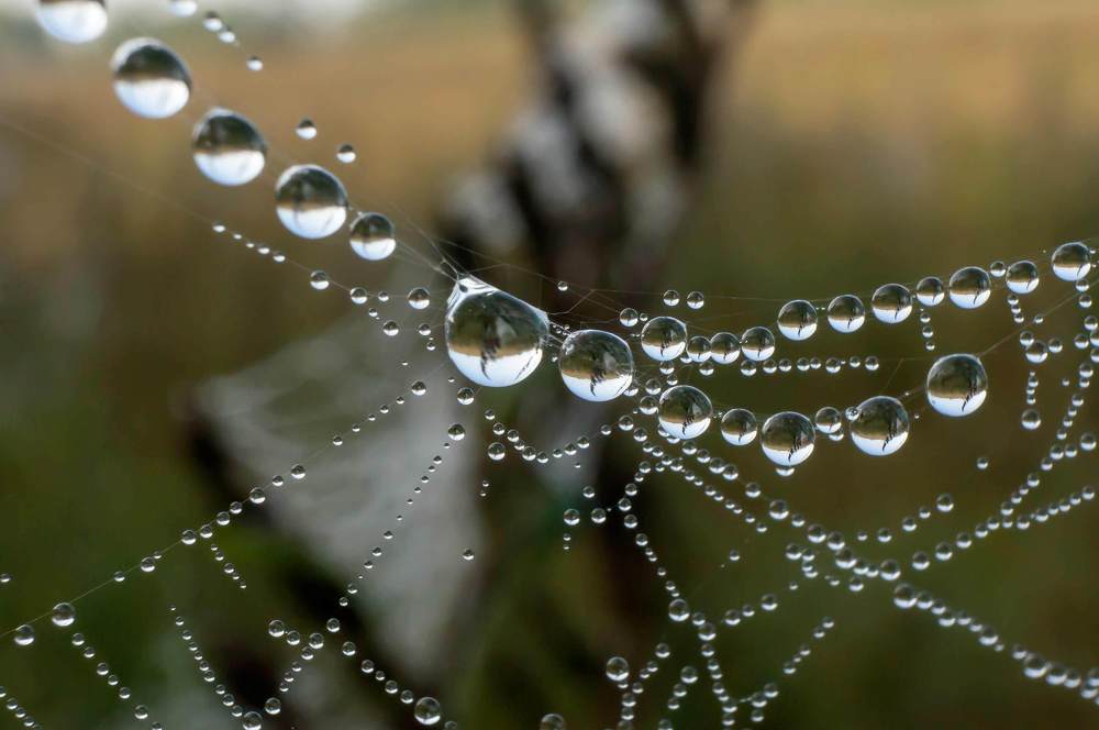 Ожерелье осени