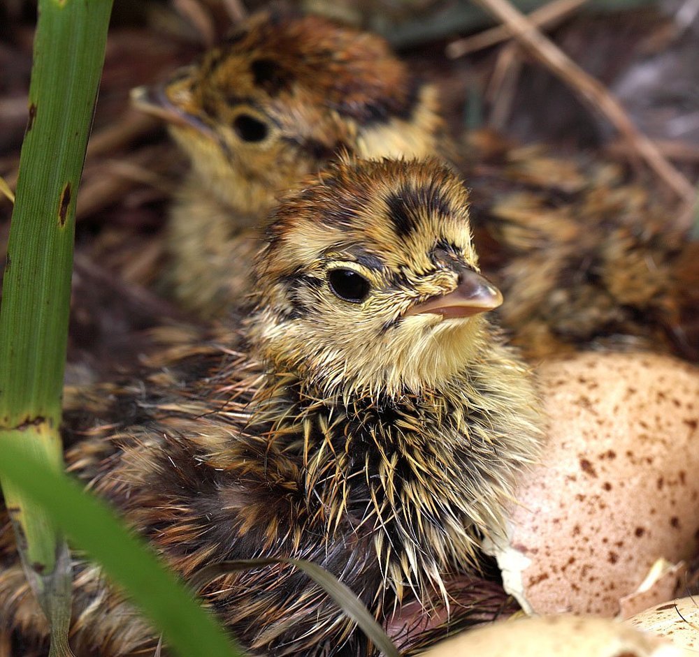 Птенец тетерева