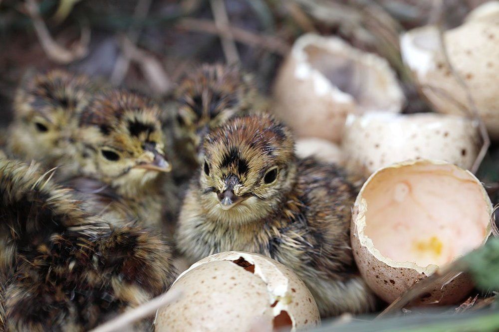 Птенцы тетерева