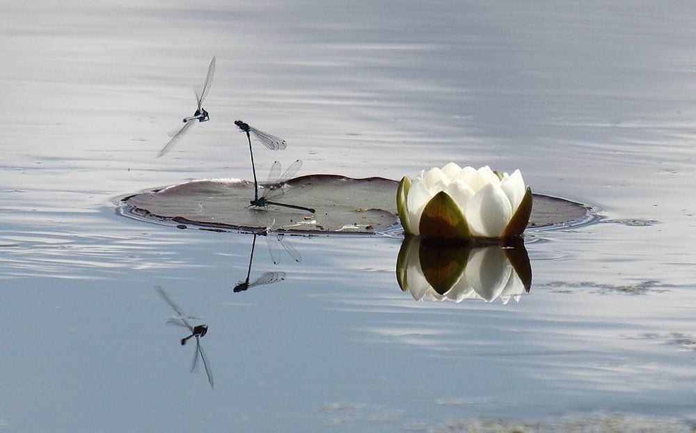 Летнее озеро