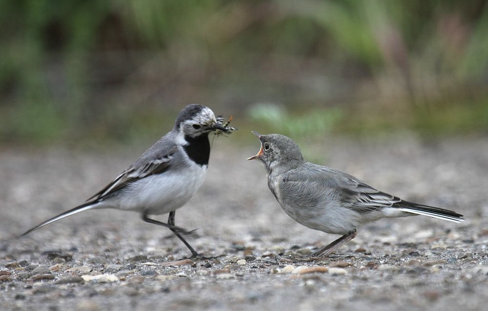 Кормление птенца трясогузки