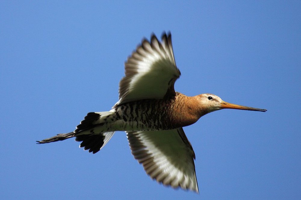 Кулик веретенник