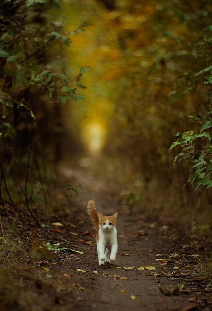 Возвращение