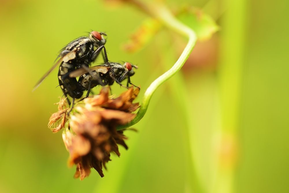 Мухи которые не просто так ...