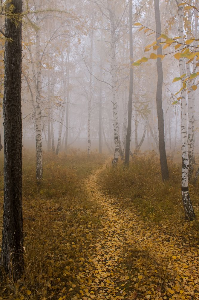 Туманное утро