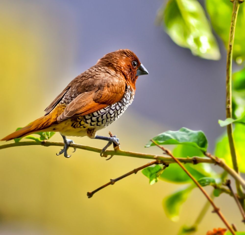 Scalybreastedmunia