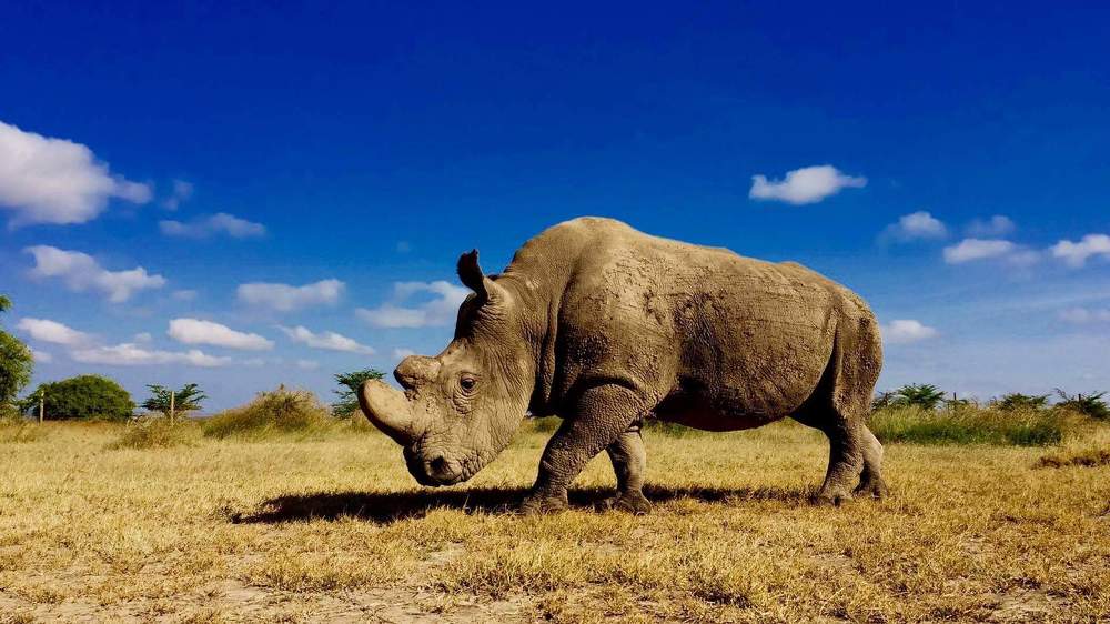 Last Male of the Northern White Rhino SUDAN