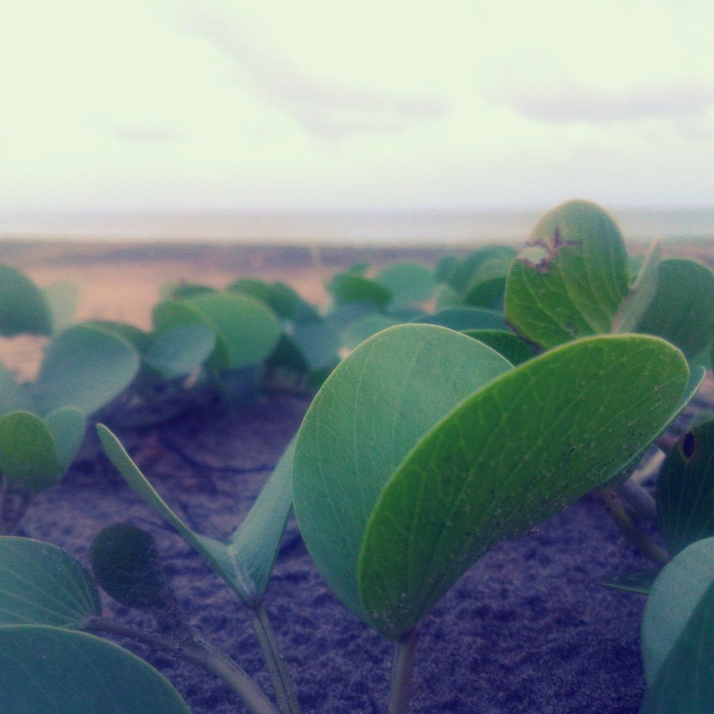 Nature clicks.....beach side