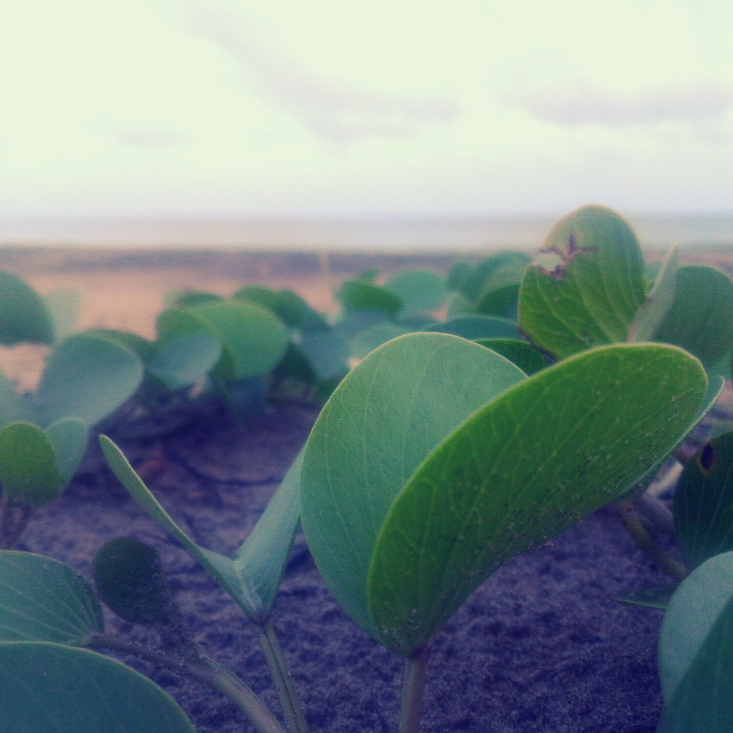 Nature clicks.....beach side