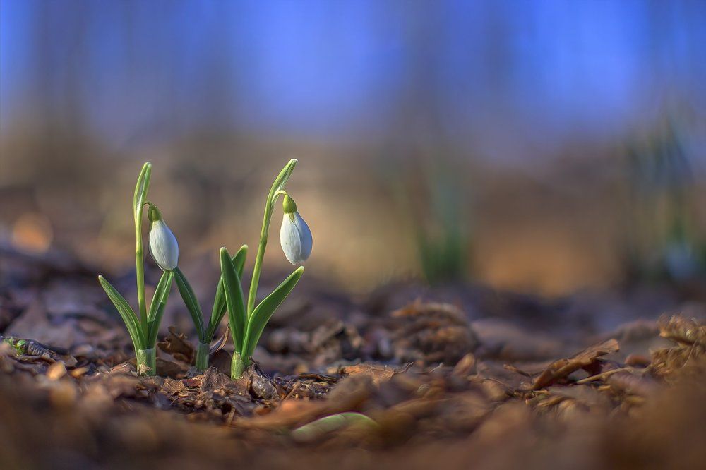 Синхронистки