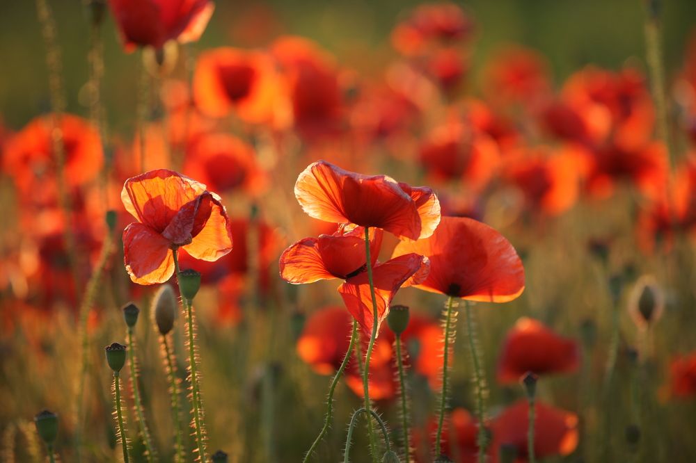 Последние лучи  жаркого дня.