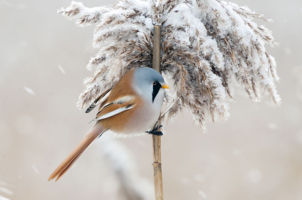 Усатая синица (лат. Panurus biarmicus).