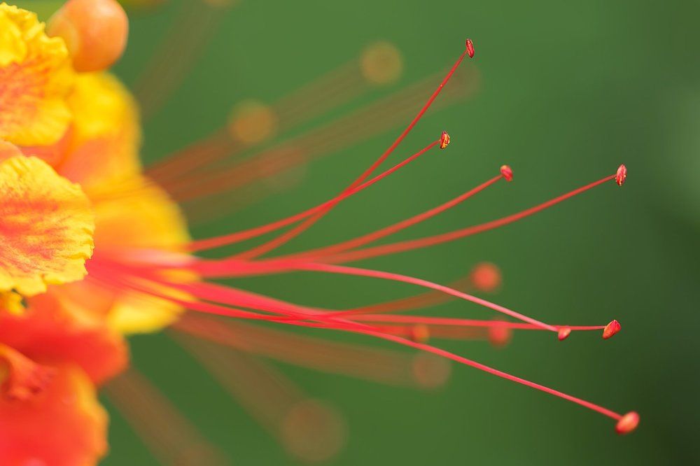 Caesalpinia pulcherrima