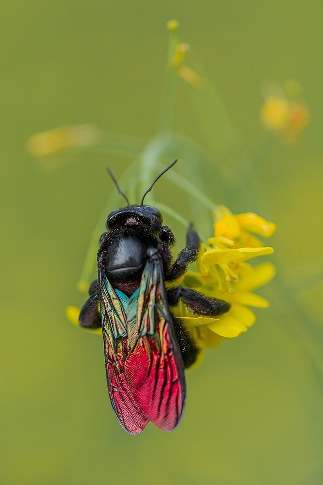 Carpenter Bee