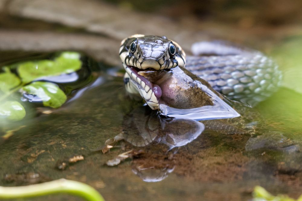 Удачная охота.