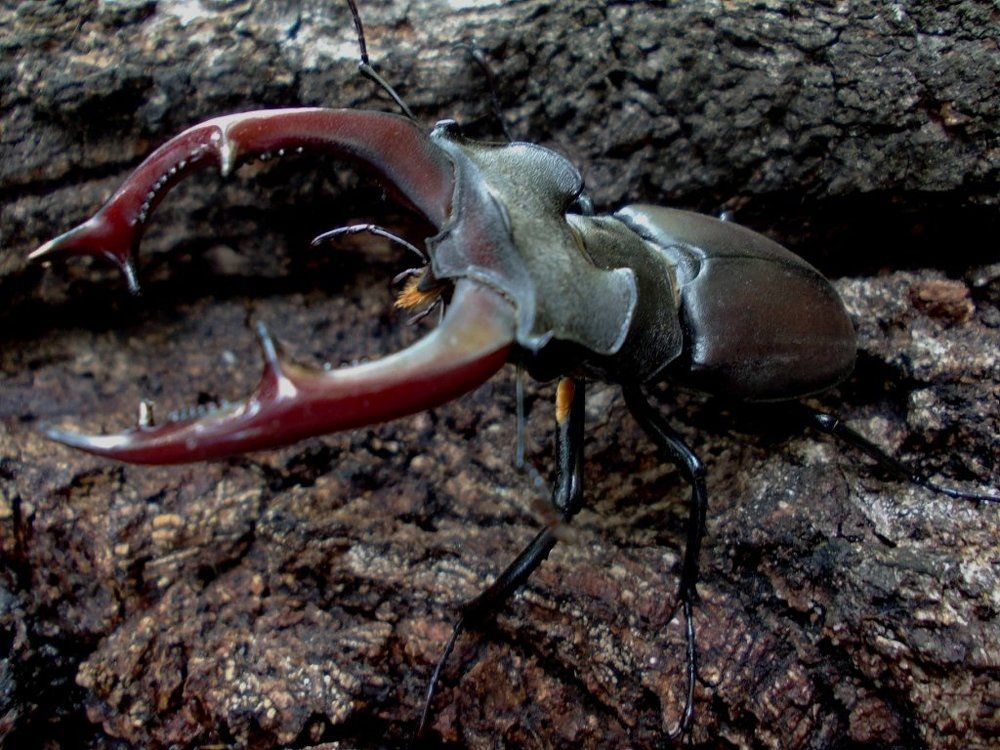 Lucanus cervus