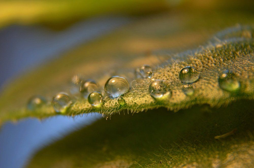 А капельки росы застыли, словно слезы...