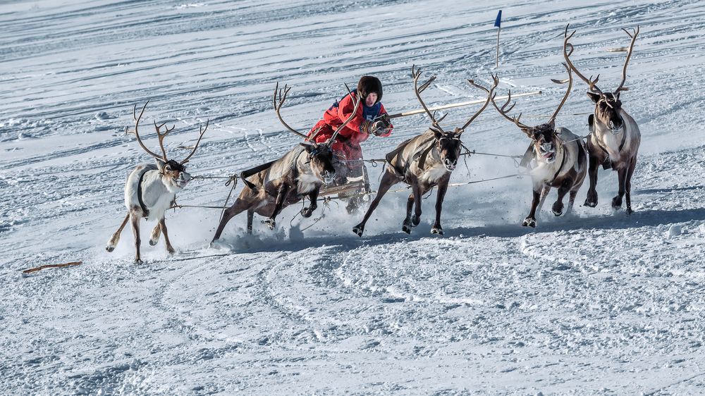 Оленеводный драйвер