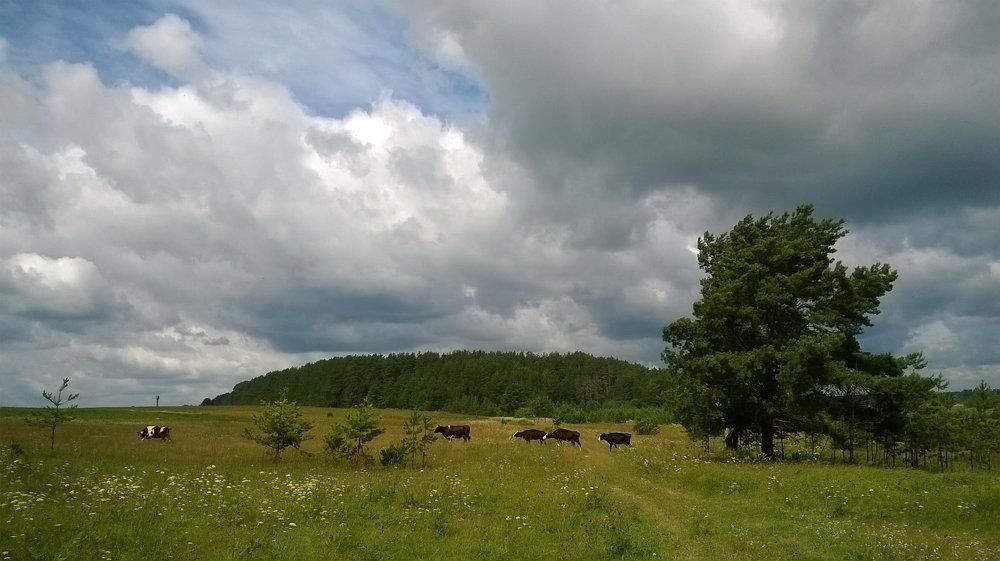Пейзаж с коровами