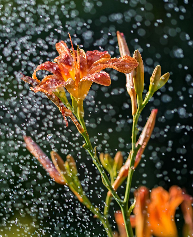 Photograph by Сергей Басов