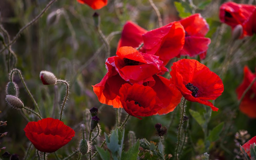 Утреннее настроение