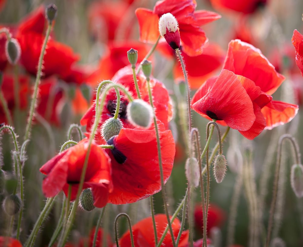 Сиянье солнца.