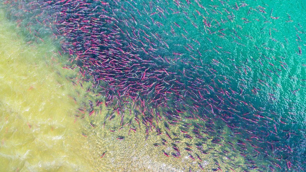 Лосось на нересте