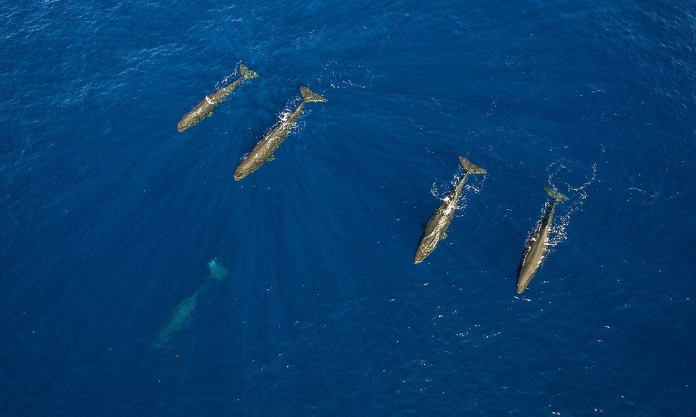 Семья кашалотов