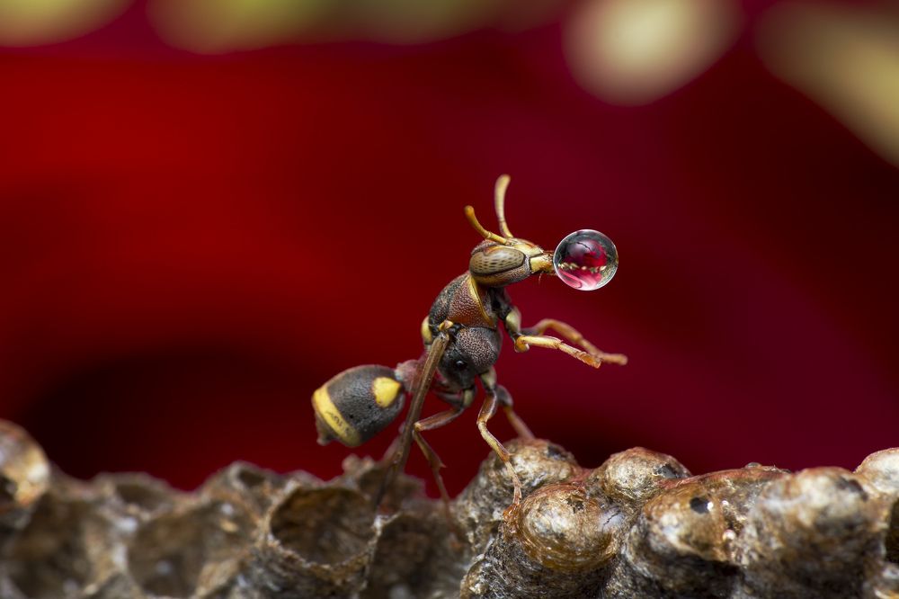 Wasp Blowing Water Bubble 2