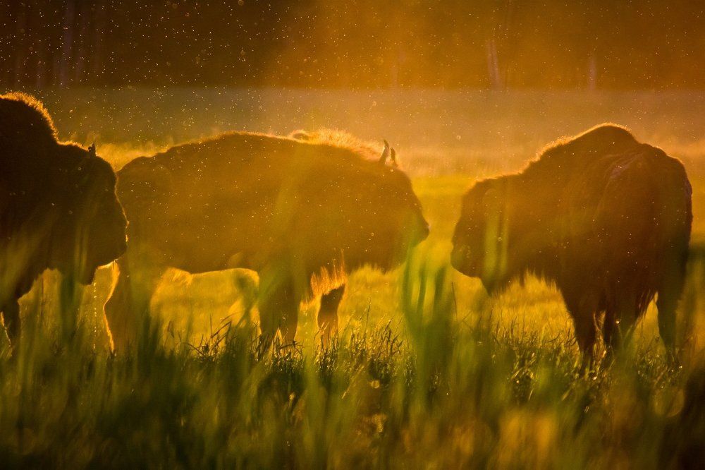 Беловежские зубры, д. Белый Лесок, Беларусь, июнь 2016 - Bialowieza bison, Belyi Lesok village, Belarus, June 2016