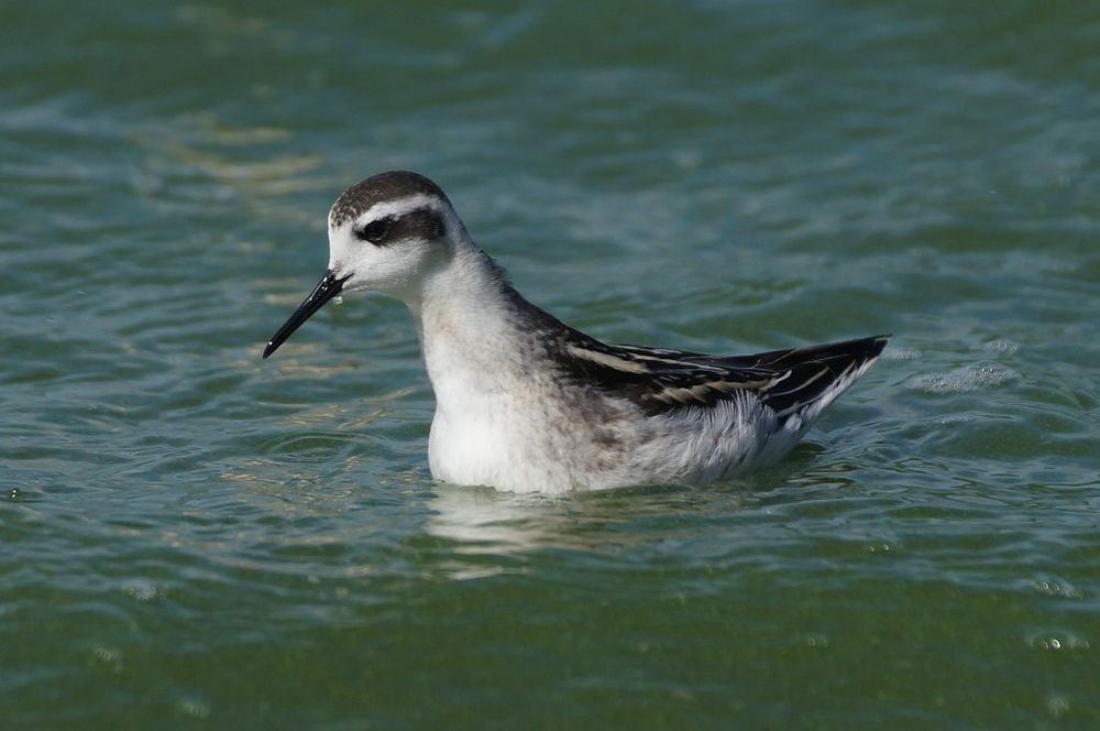 Плывет, плывет кораблик...