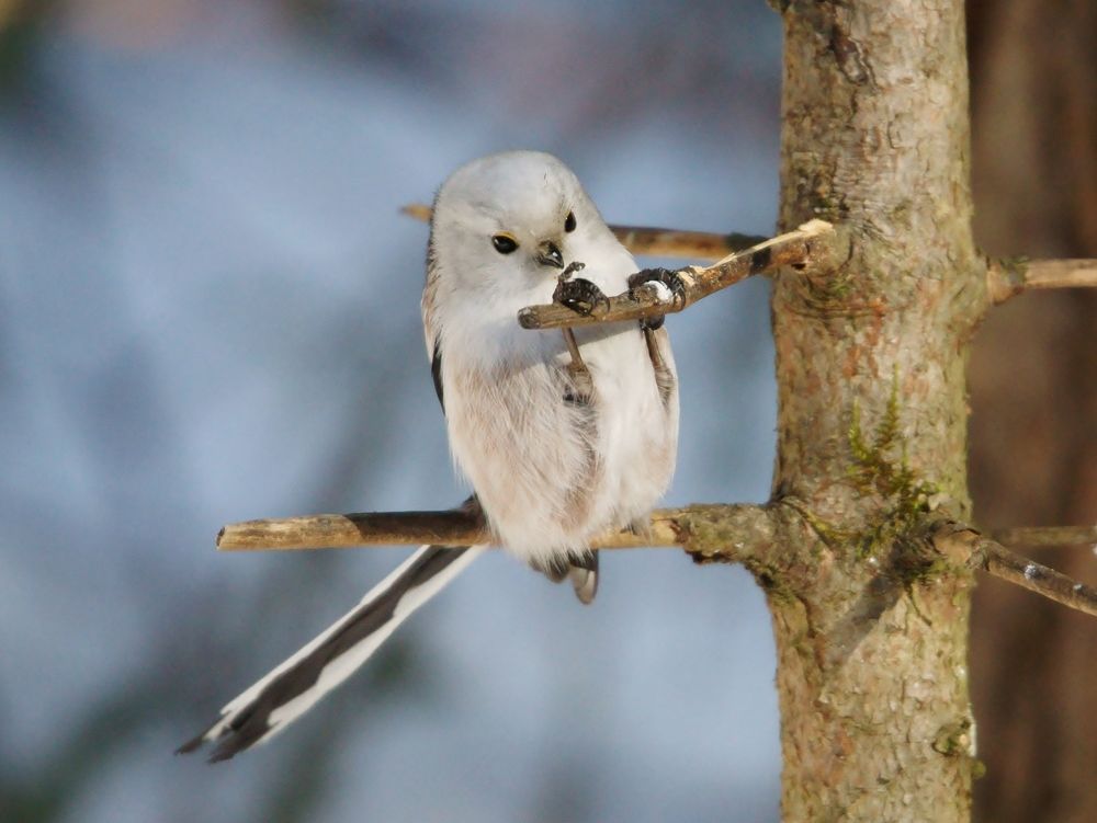 Длиннохвостая синица