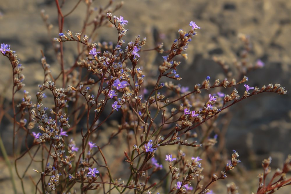 Жизнь среди скал
