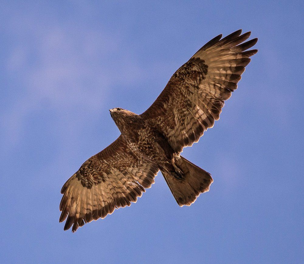 Обыкновенный канюк, или сарыч.