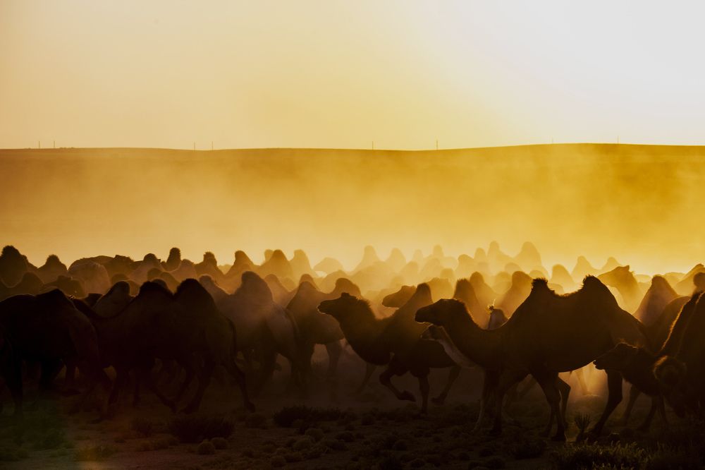 Перегон верблюдов