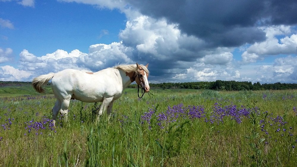Весна и простор