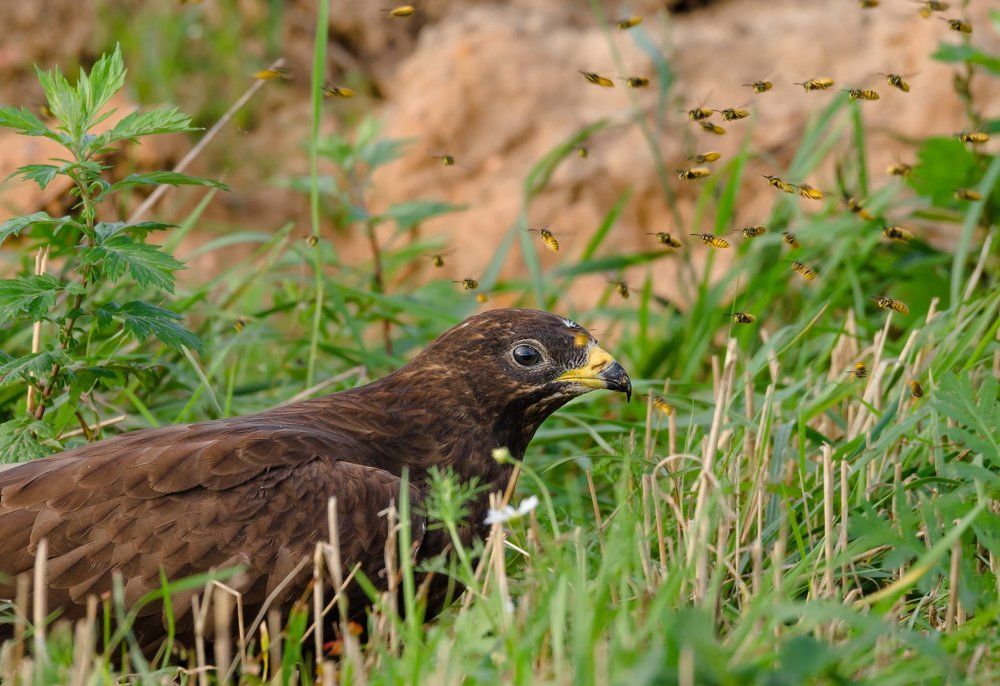 Осоеду всё равно...