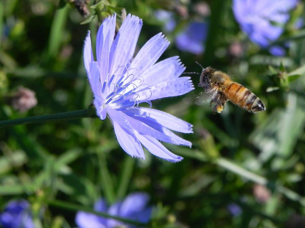Bee with Chicory Flower