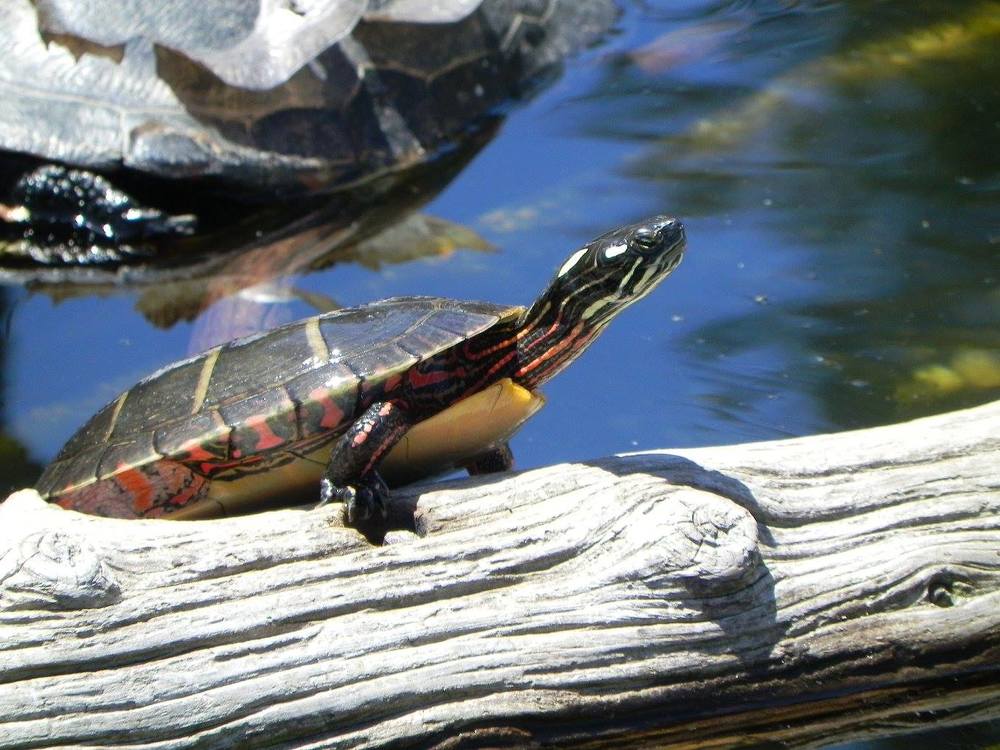 Turtle