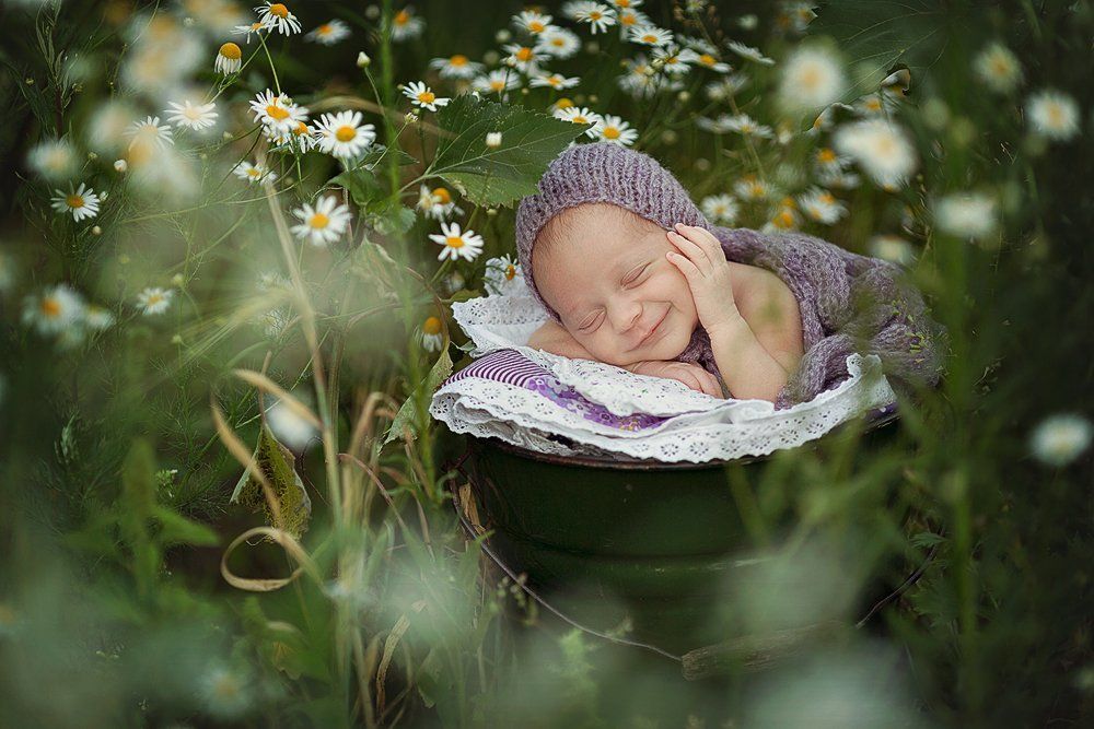 Ромашковые сны