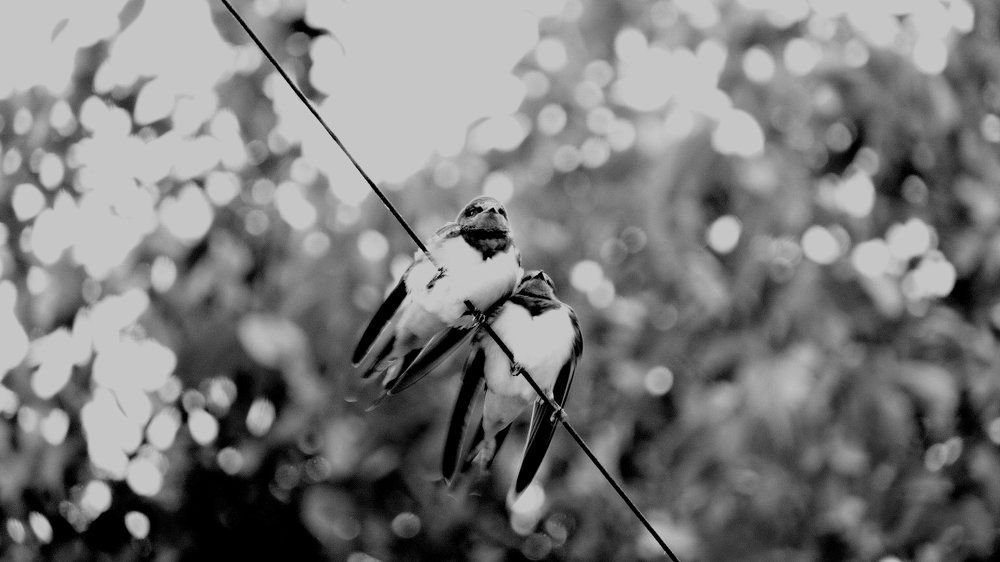 Photo #1445247