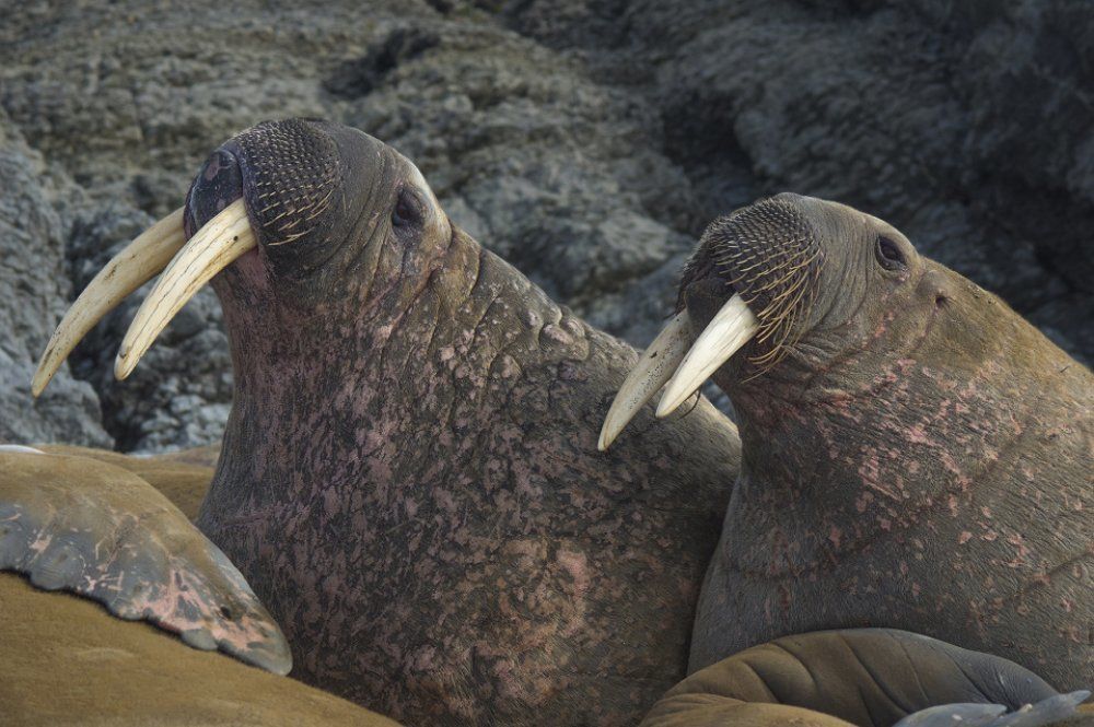 Равняйсь! Смирно!