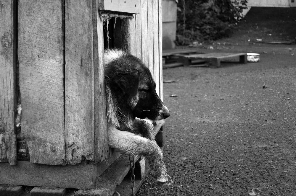 Собачья жизнь